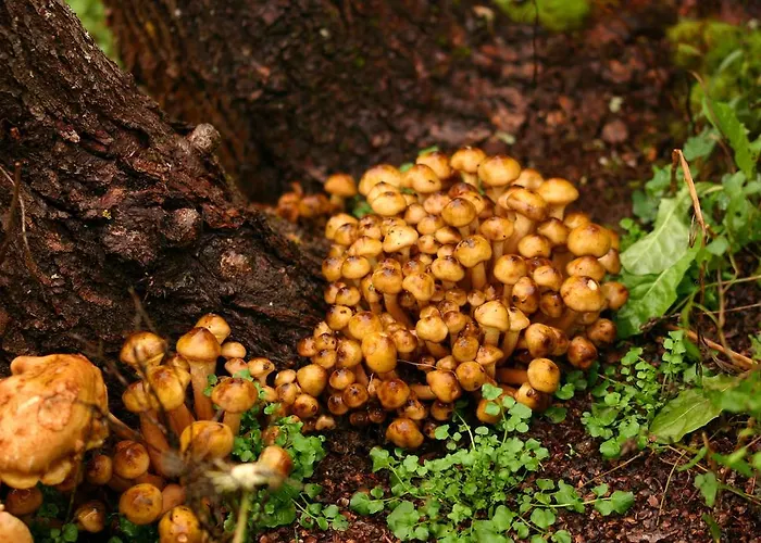 Novak ゲストハウス